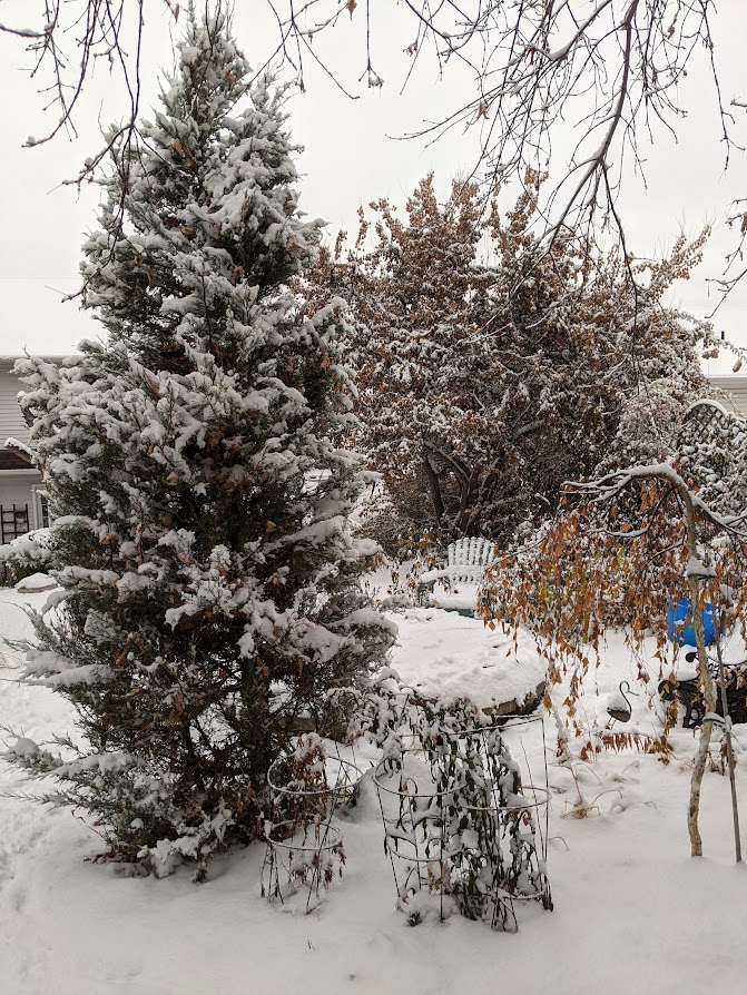 Become Your Own Garden Designer 10; Small Trees for Zone 3