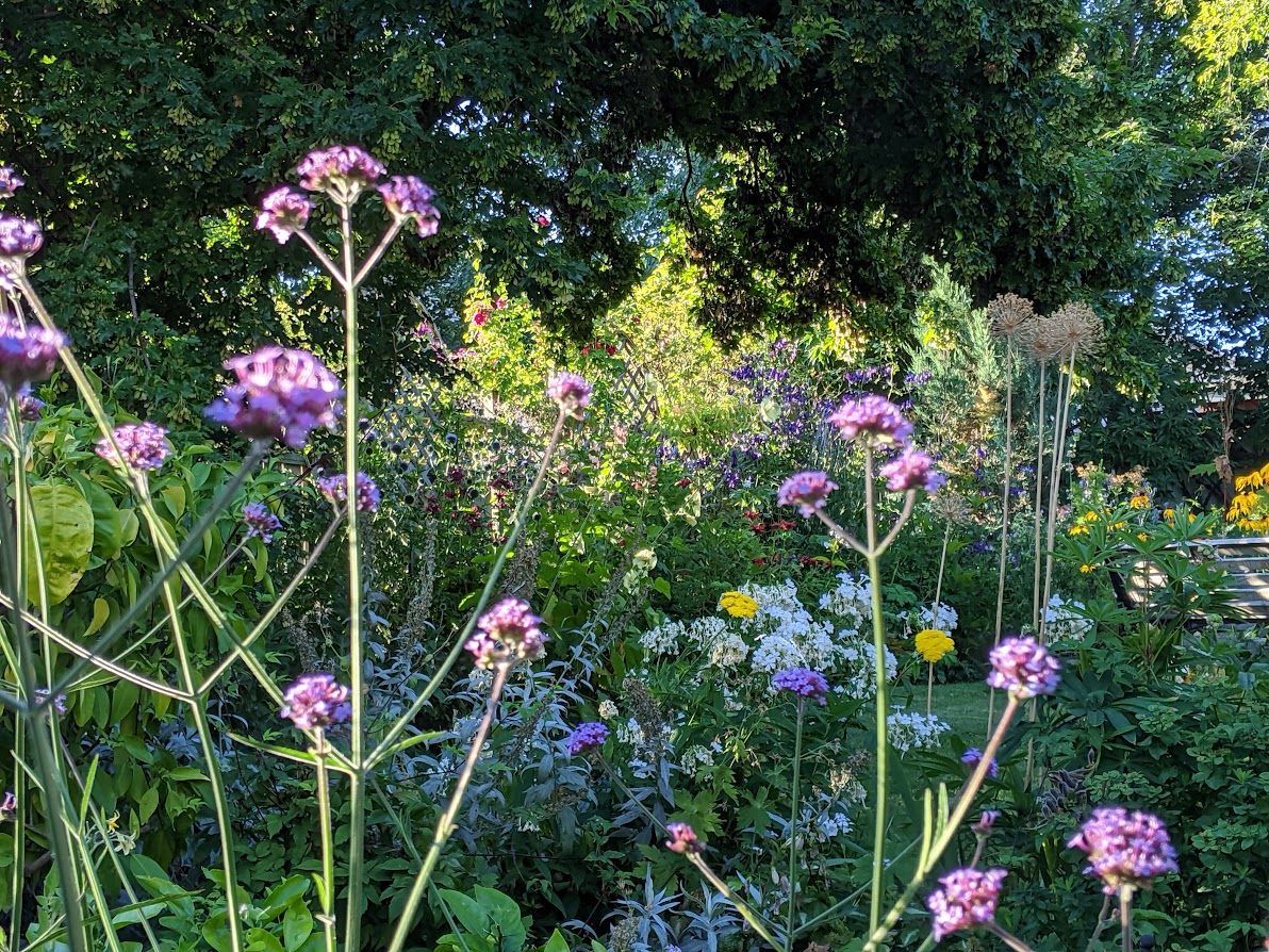 Stratification, Seeds and Verbena Bonariensis