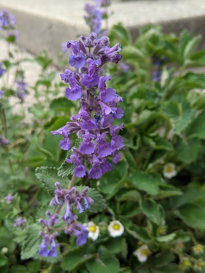 Spotlight On: Nepeta, Catmint
