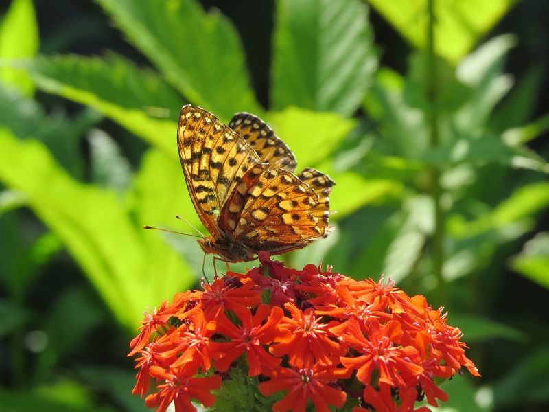 Keep Some Passion For The Summer Garden