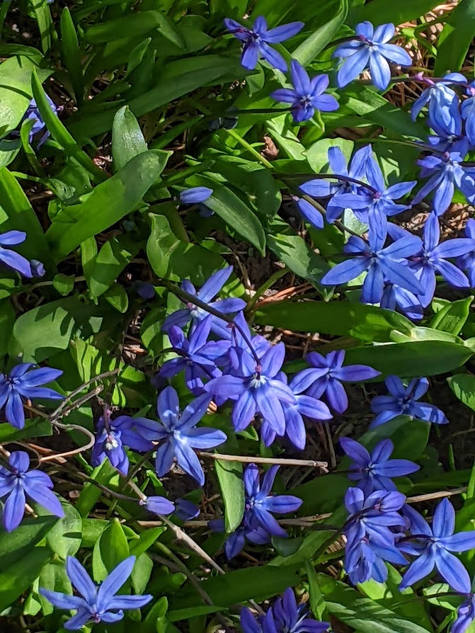 Spotlight On: Scilla sibirica, Siberian Squill