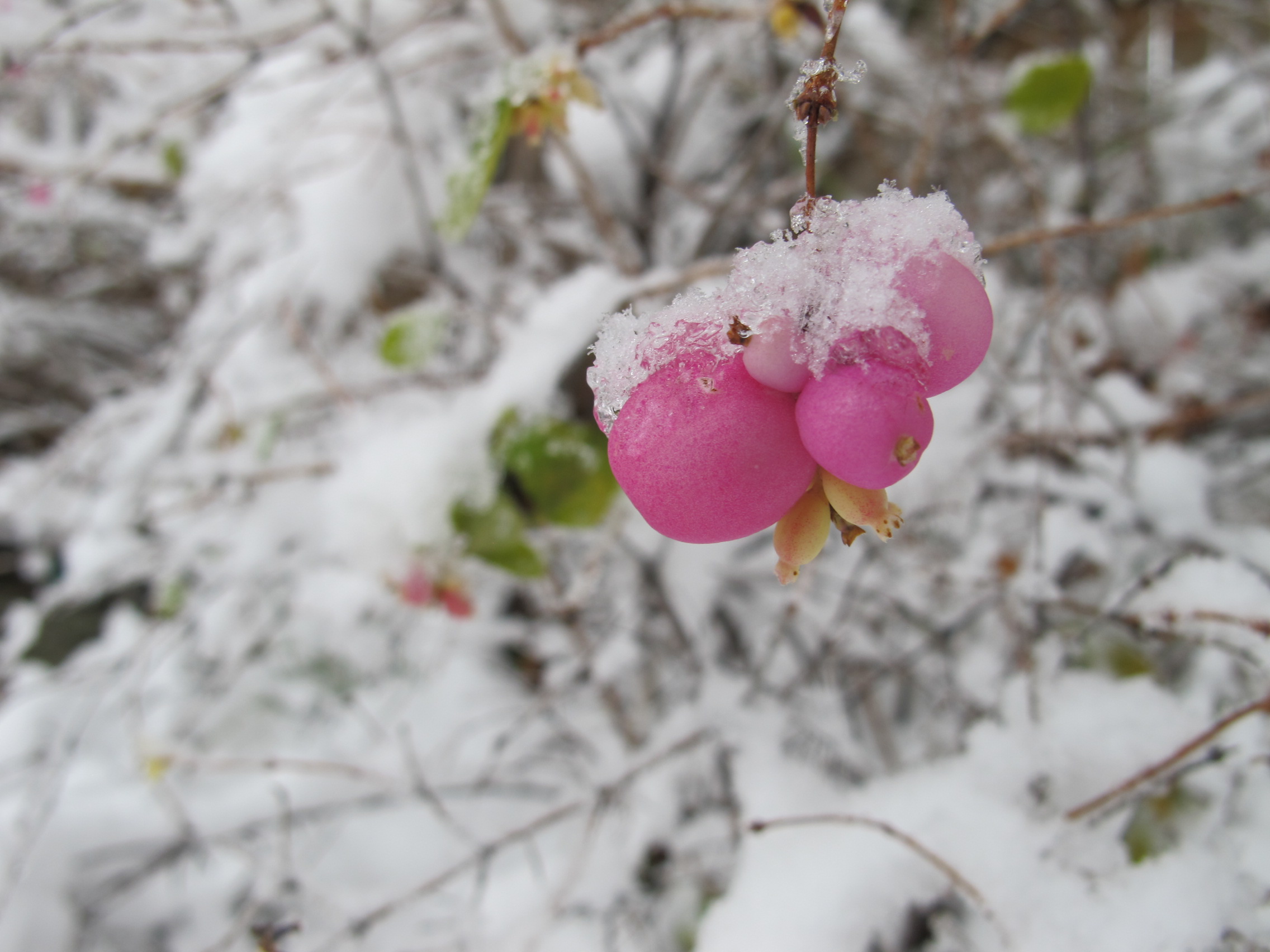 Become Your Own Garden Designer, 13, Shrubs