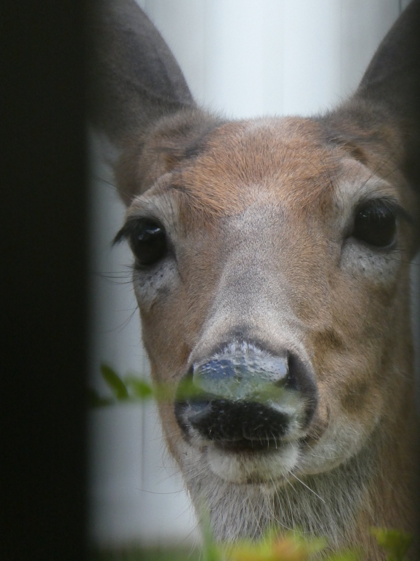 Will the Deer Eat It?