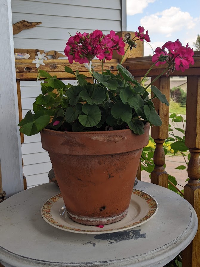 Reviving the Pelargoniums, Geraniums, Cuttings and more