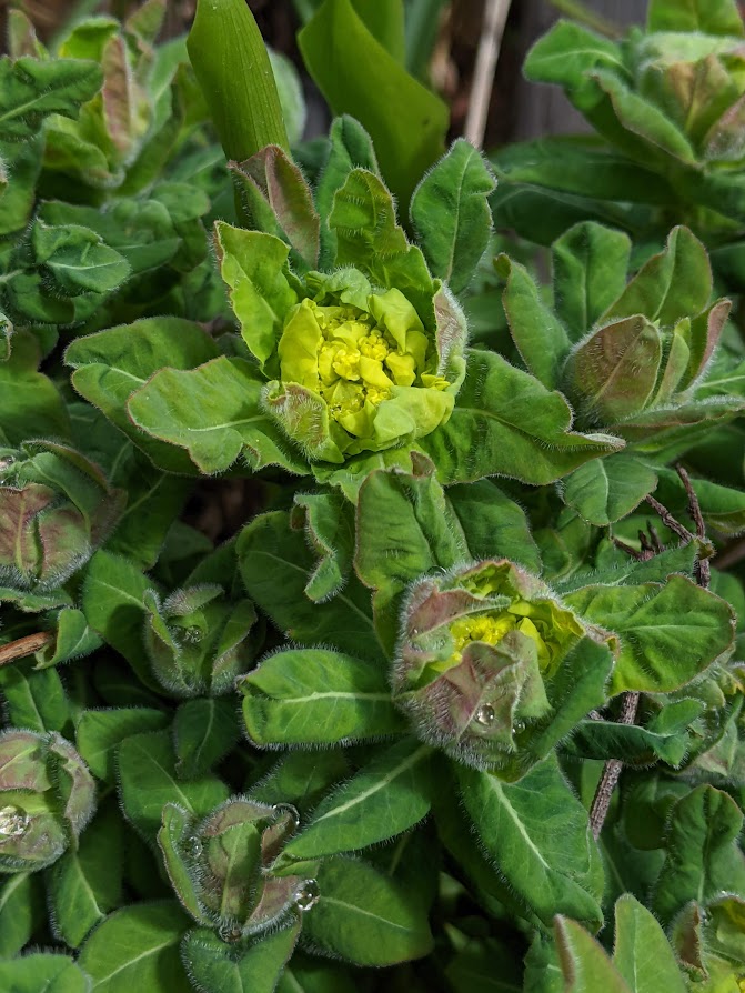 Spotlight On: Cushion Spurge, Euphorbia Polychroma
