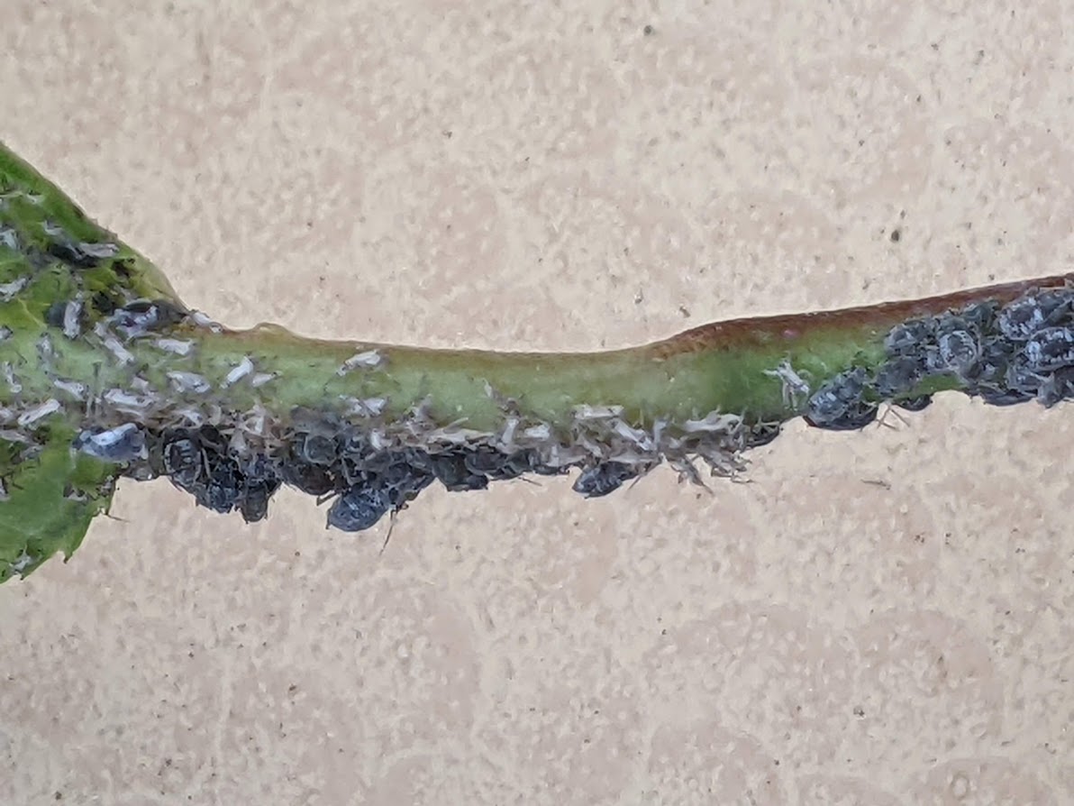 Aphids