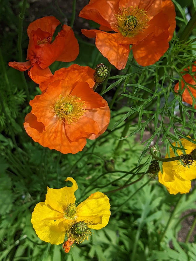 What’s In Bloom for the Week of June 3?