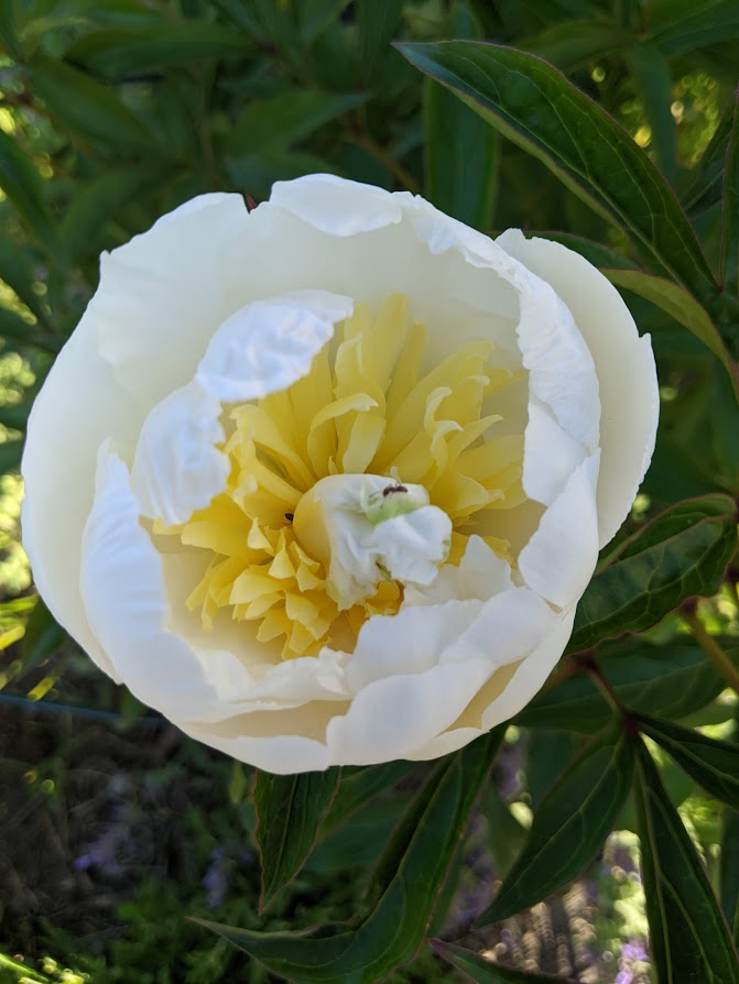 What’s In Bloom For The Week Of June 24th?