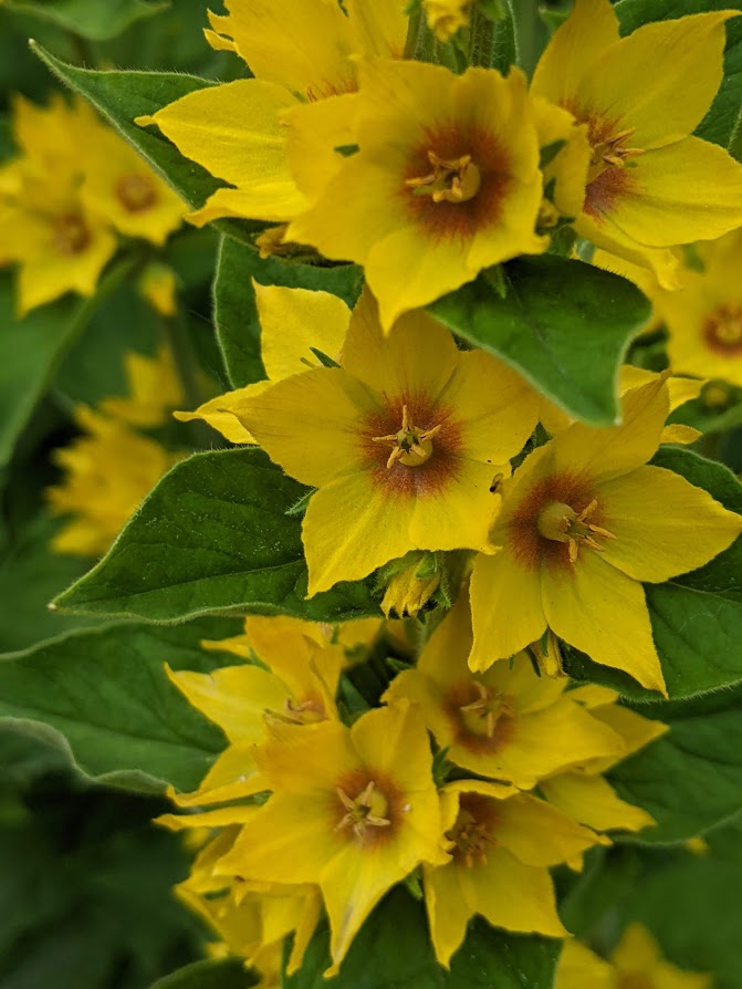 Spotlight On: Yellow Loosetrife, Lysimachia Punctata