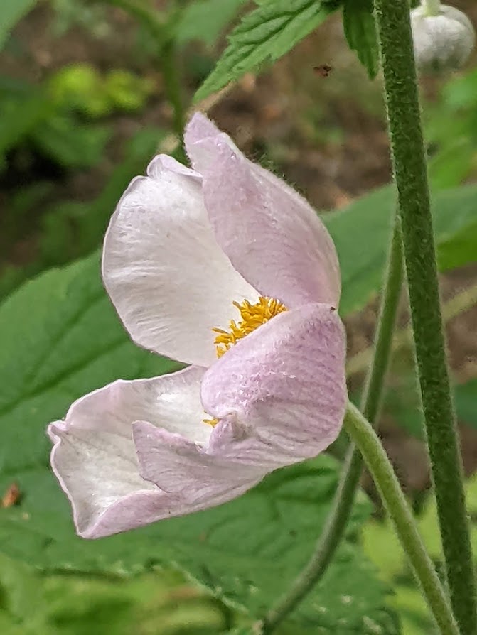What’s In Bloom For The Week Of July 31?