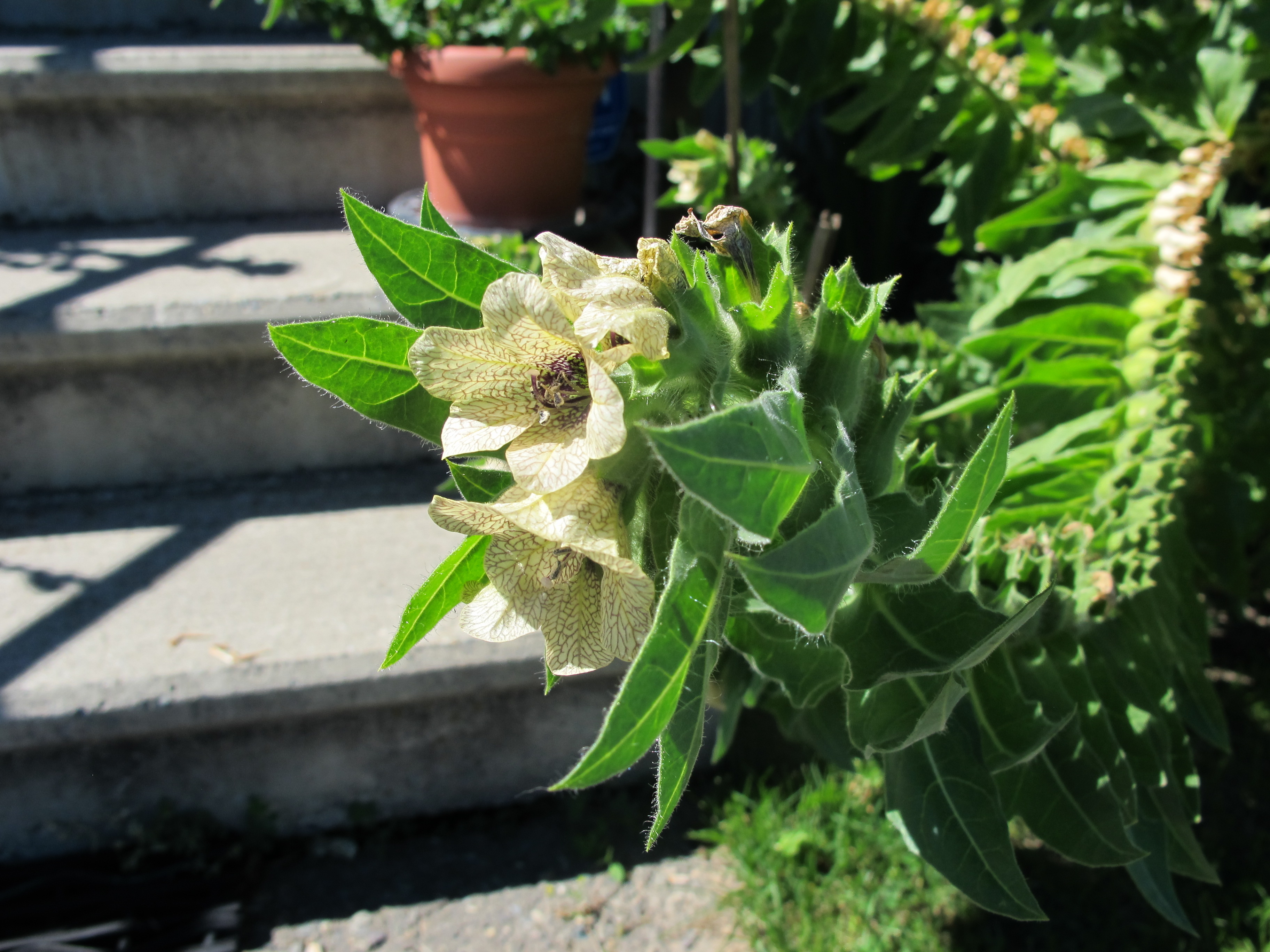 So What’s So Bad About Invasives?