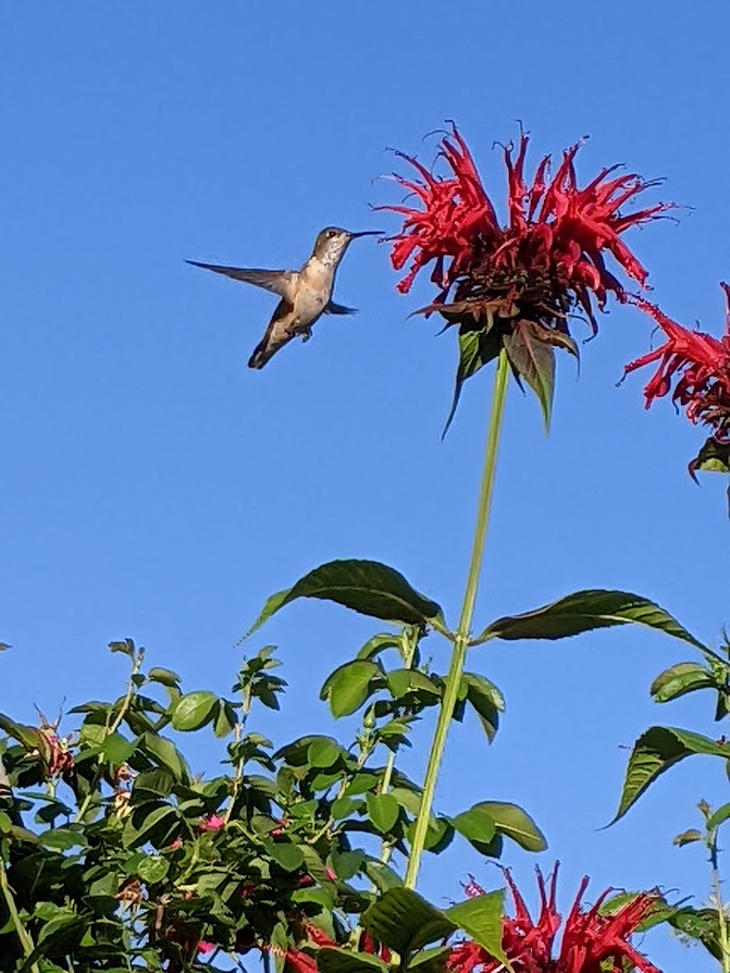 Spotlight on: Bee Balm, Bergamot, Monarda Didyma and Fistula