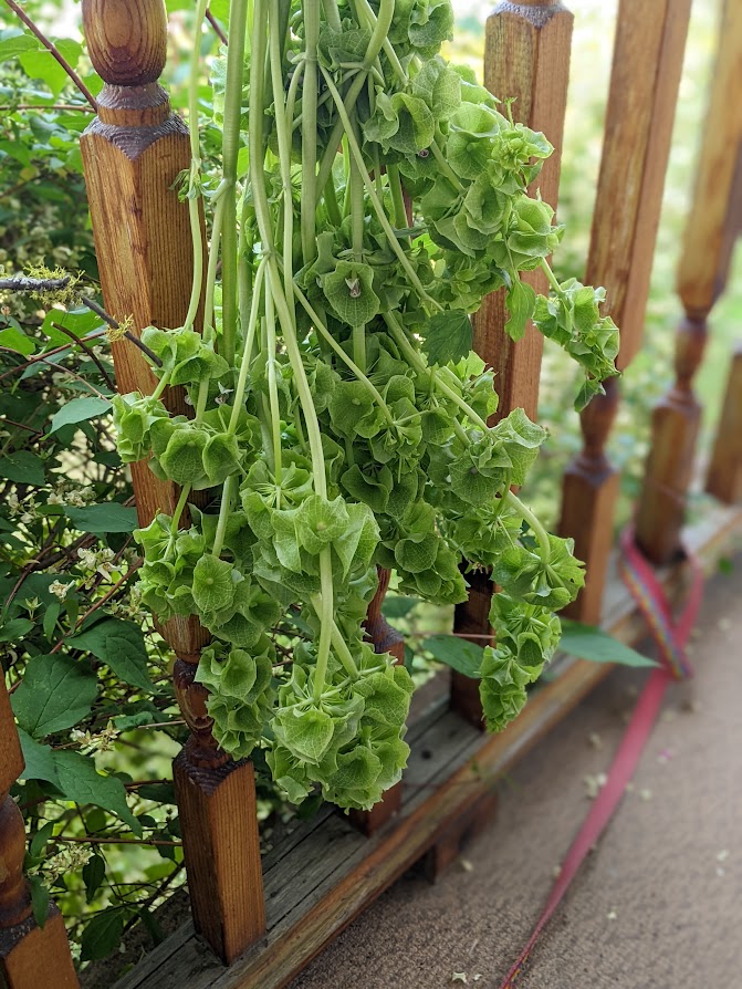 Spotlight On Bells of Ireland, Shell Flower, Molucella laevis