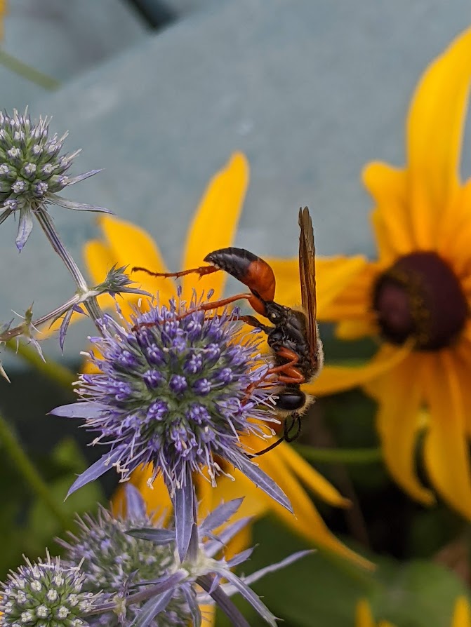 What’s In Bloom for the Week Of August 8?