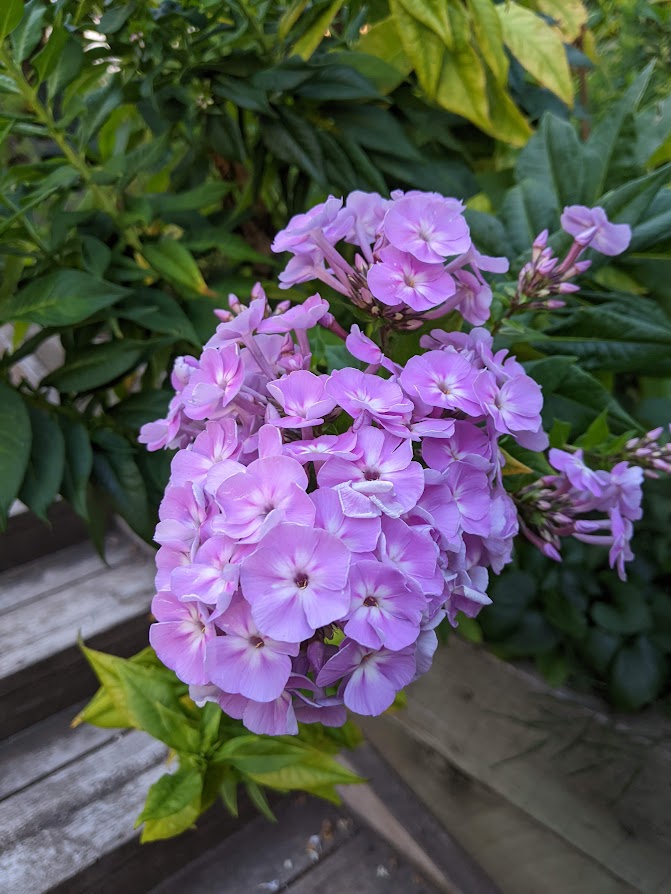 Spotlight On: Garden Phlox, Phlox paniculata
