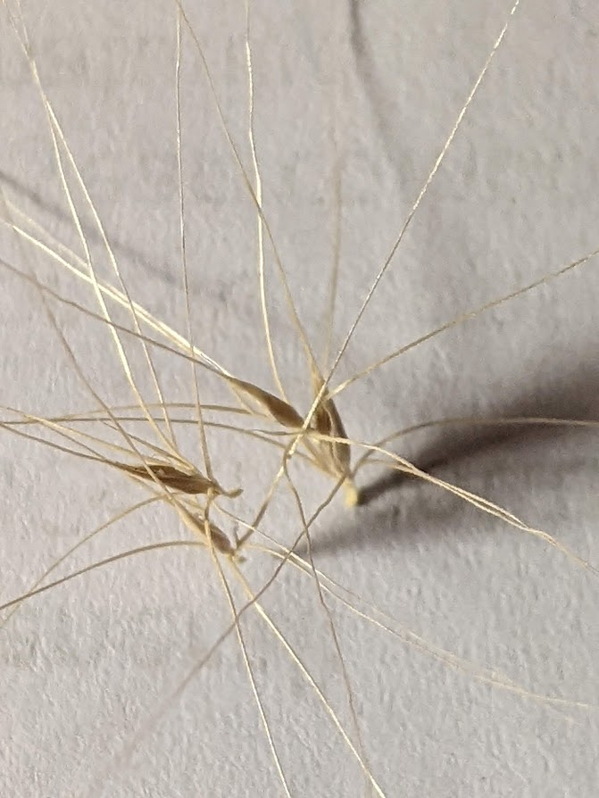 Seed Dispersal and the Animal Connection