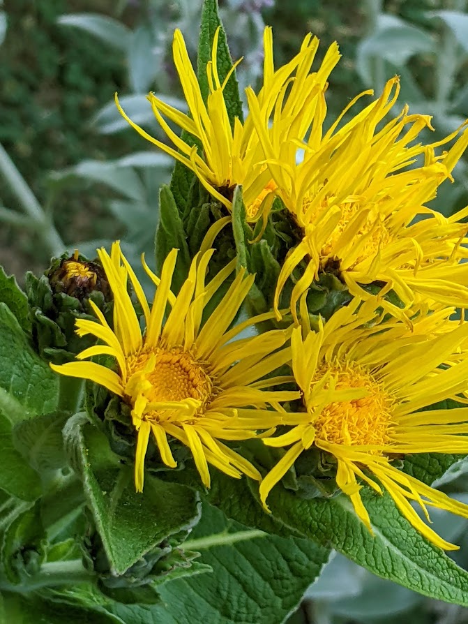 A Week Of Flowers 6