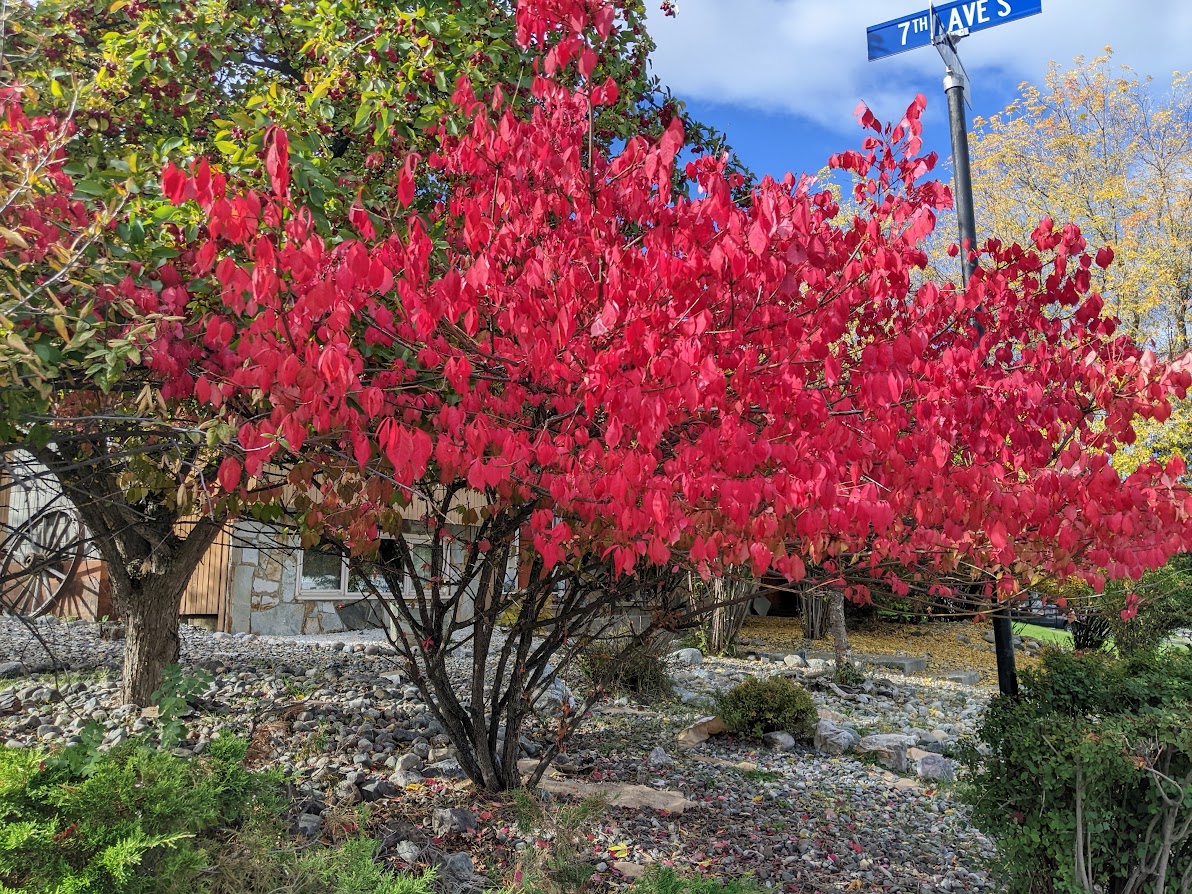 Spotlight On: Euonymus alatus, Burning Bush, Spindle Bush