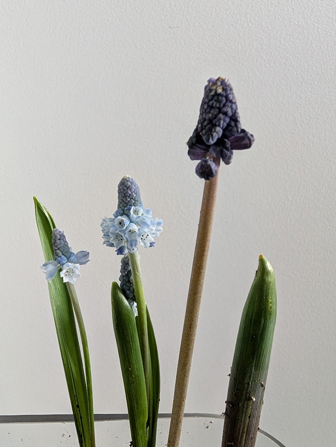 In a Vase, Monday February 24, 2025