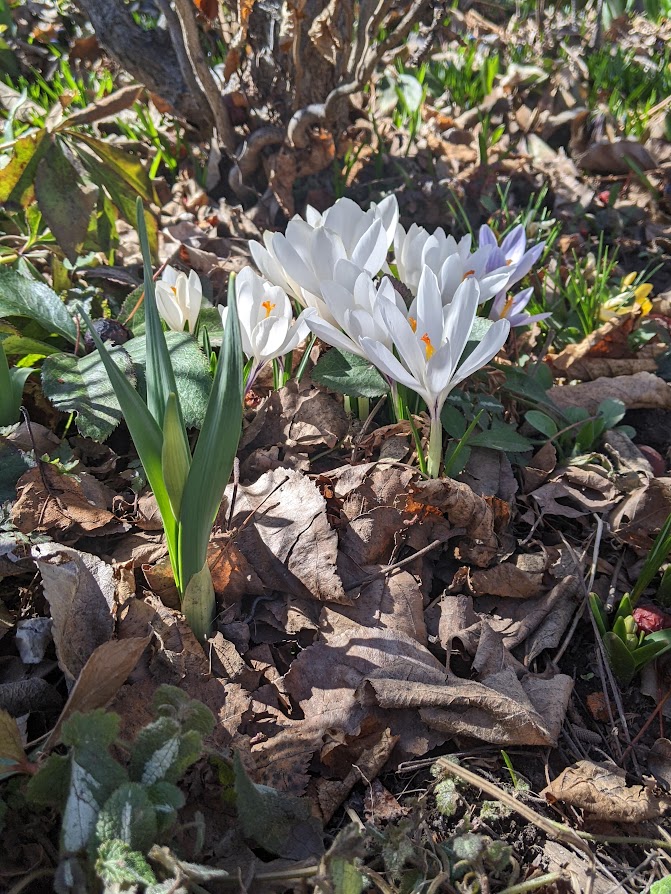 Spotlight On Crocus