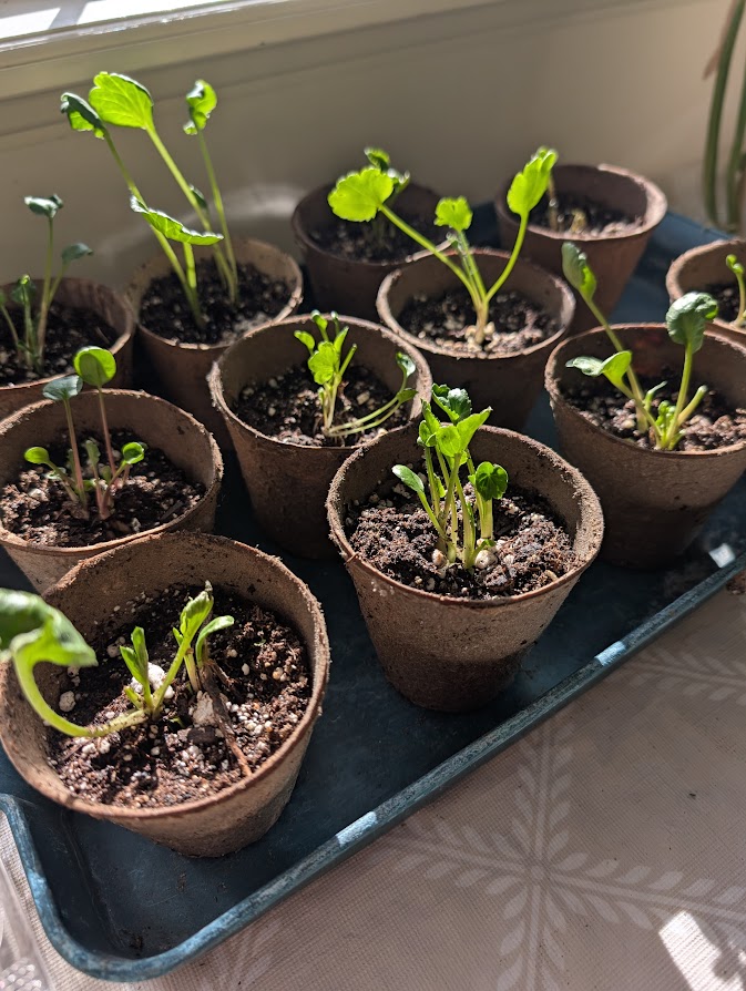 Ranunculus, Persian Buttercup