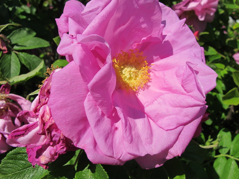 The Rise and Fall of Rose Favourites