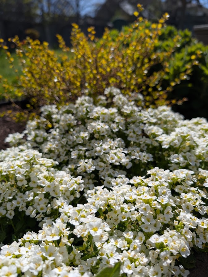 Spotlight On Arabis alpina , Rock Cress,