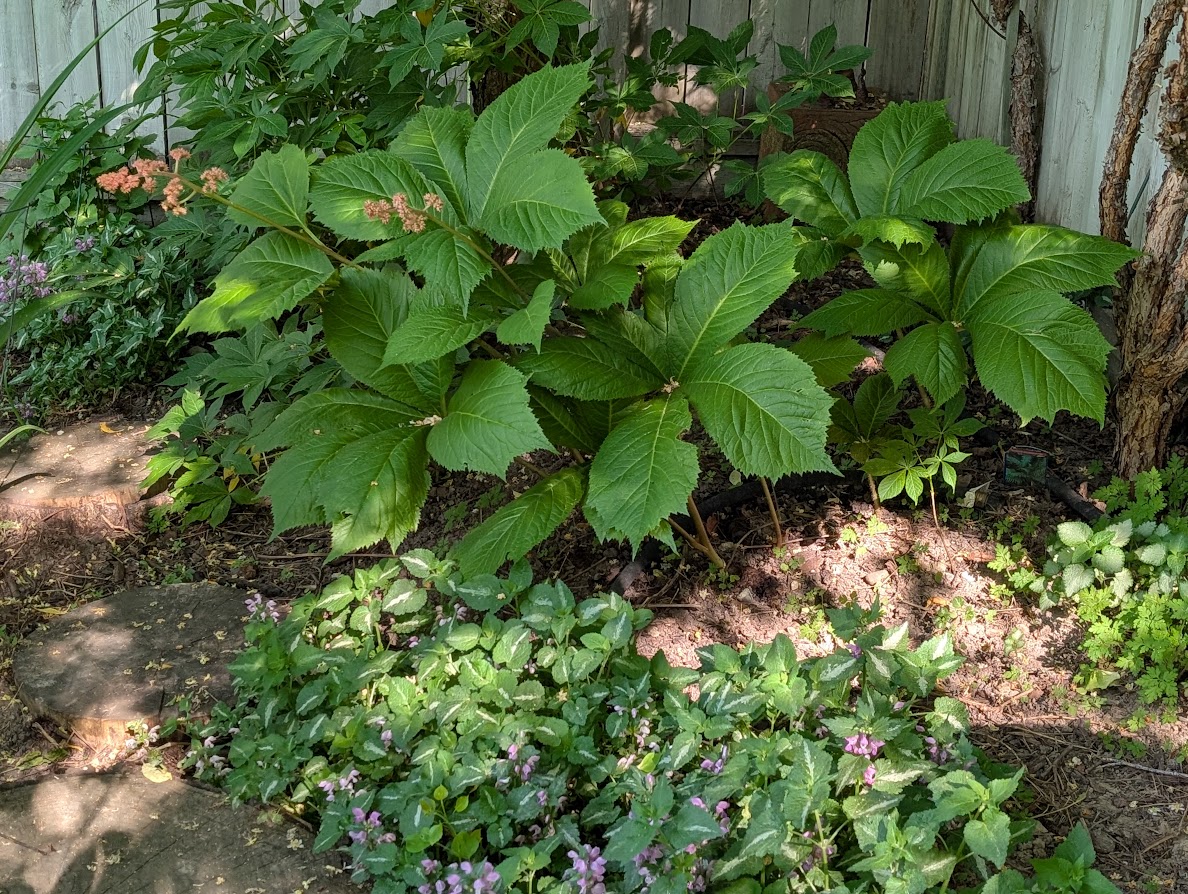 Spotlight On: Finger leaf Rodgersia aesculifolia