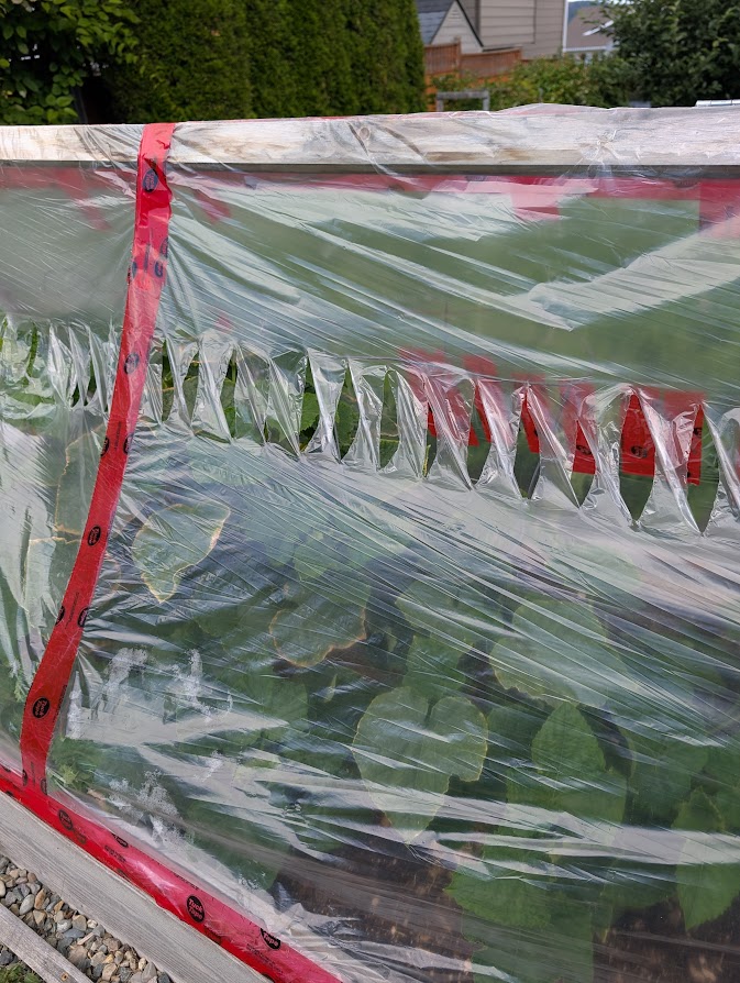 My Daughter Grows Cucumbers