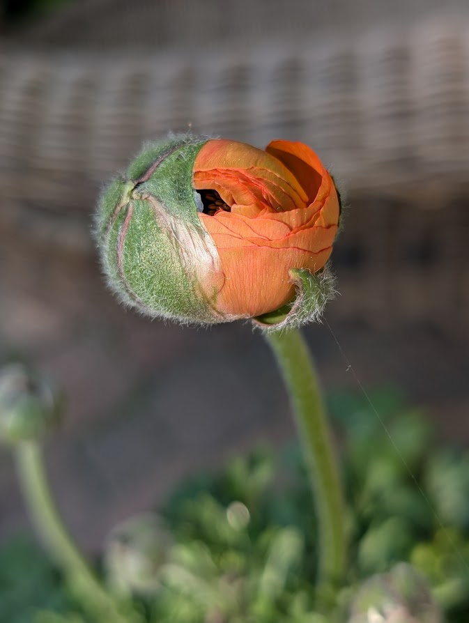 First Try with Ranunculus
