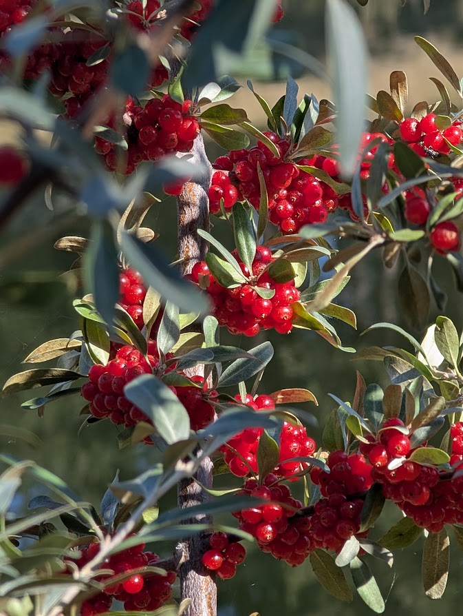 Spotlight On Buckthorn, Hippophae rhamnoides
