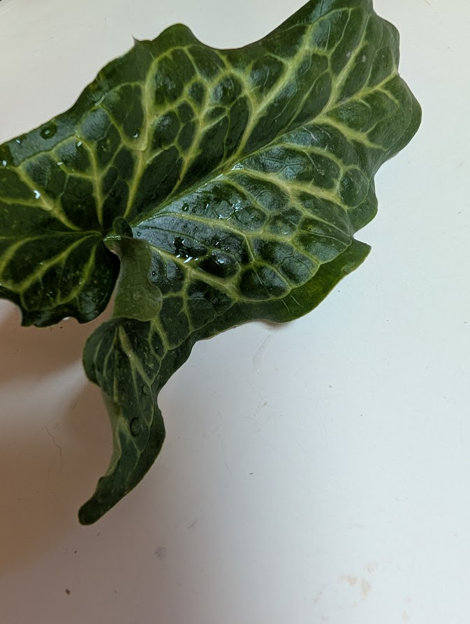 The Skill of Adaptation; Learning from Leaves