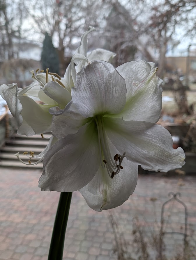 In a Vase, Monday January 26 2026