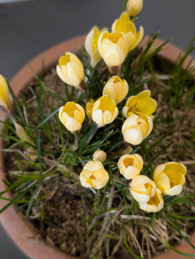 In A Vase, Monday March 9, 2026